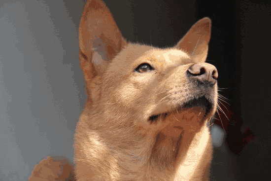 中华田园犬如何训练(中华田园犬如何训练才训得出效果)