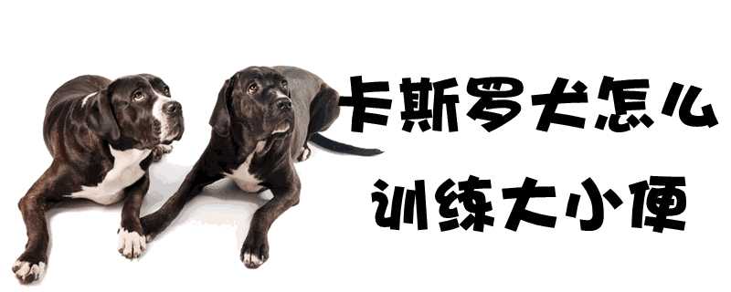 卡斯罗犬怎样训练(卡斯罗犬的喂养技巧)