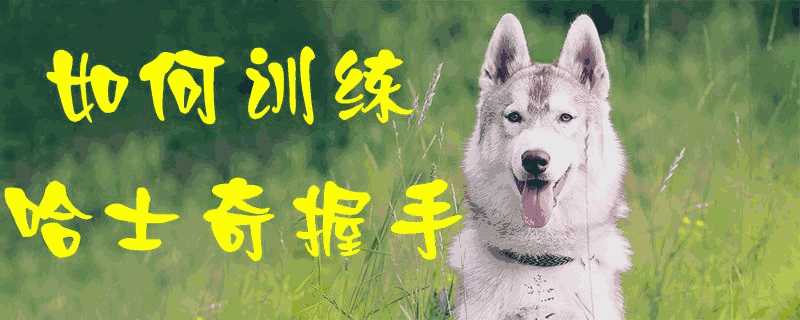 柯基犬怎么训练握手(怎么训练泰迪狗握手)