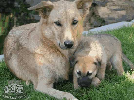 奇努克犬怎么训练躺下 奇努克犬躺下训练方法