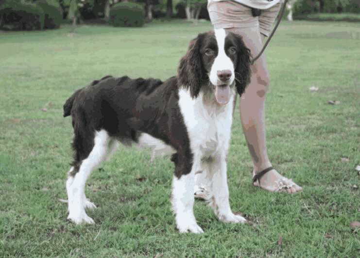 史宾格犬的训练方法(史宾格幼犬的饲养方法及训练方法)