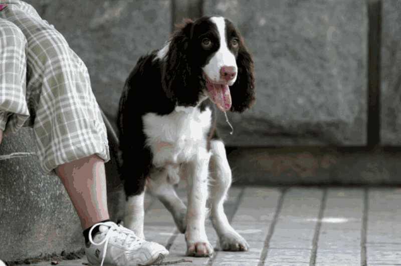 史宾格犬的训练方法(史宾格幼犬的饲养方法及训练方法)