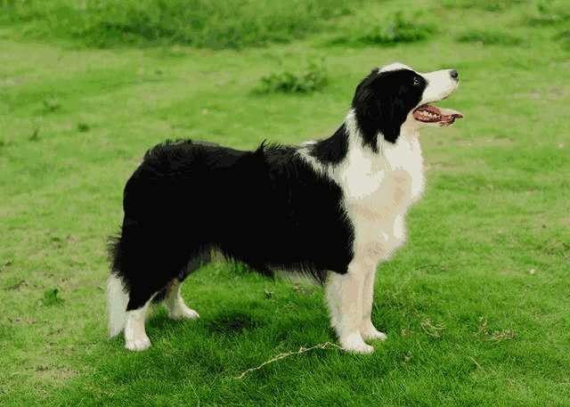 边境牧羊犬怎么训练听话(边境牧羊犬训练教程视频)