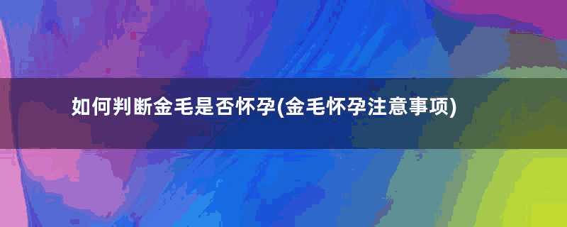 如何判断金毛是否怀孕(金毛怀孕注意事项)