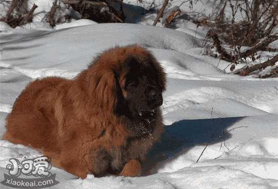 兰波格犬护主怎么训练 兰波格犬护主训练方法