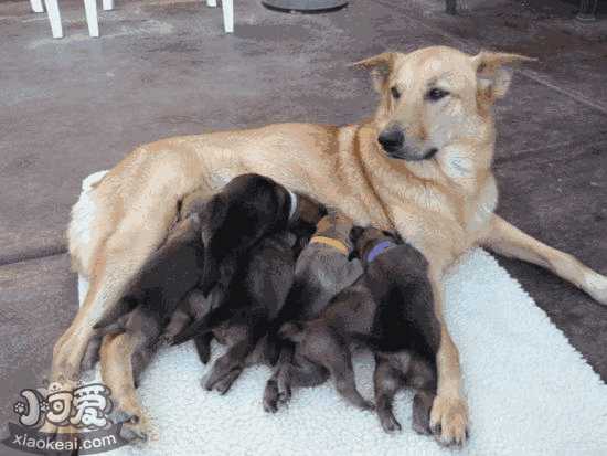 柯基犬怎么训练握手(怎么训练巴哥犬握手)