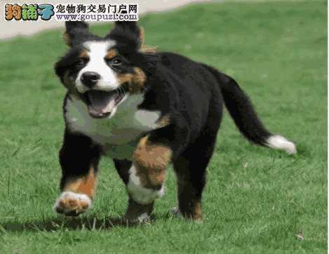 伯恩山犬贵吗(伯恩山犬优缺点)