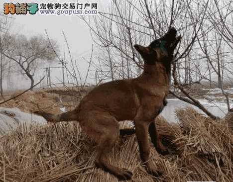 如何训练马犬捡东西(怎样训练马犬咬东西不放口)