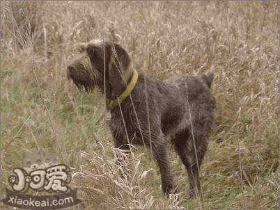 史毕诺犬怎么训练大小便 史毕诺犬大小便训练方法