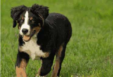 伯恩山犬为什么不建议养(伯恩山犬缺点)