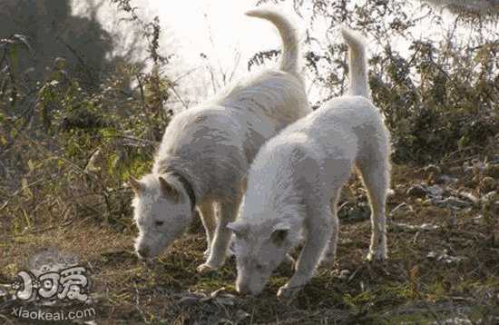 下司犬好训练吗(下司犬几个月训练最好)