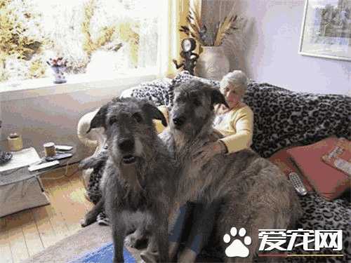 爱尔兰猎狼犬厉害吗(苏俄猎狼犬的速度有多快)