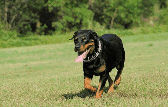 世界十大禁养猛犬排行榜(世界十大烈性猛犬)