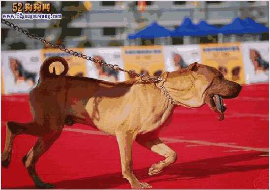 沙皮狗的价格(中国沙皮犬多少钱一只)