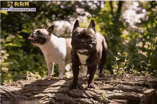 法国斗牛犬最便宜多少钱一只(法国斗牛犬的价格)