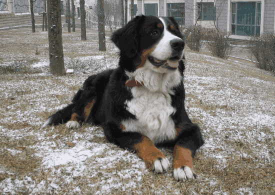 伯恩山犬聪明吗(伯恩山犬优缺点)