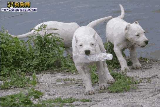 杜高犬幼犬价格多少(杜高犬市场价格)