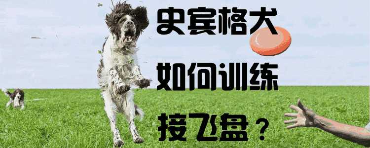 史宾格犬的训练方法(狗接飞盘怎么训练)