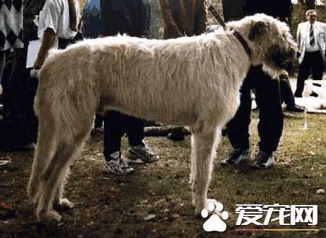 爱尔兰猎狼犬厉害吗(爱尔兰猎狼犬和猎鹿犬)