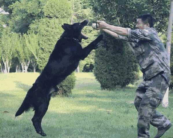 东德牧羊犬几个月开始训练(东德牧羊犬多大训最好)