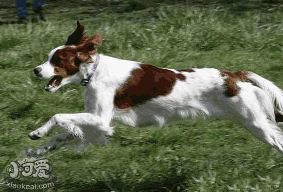 爱尔兰雪达犬和金毛犬的区别(雪里红犬幼犬图)