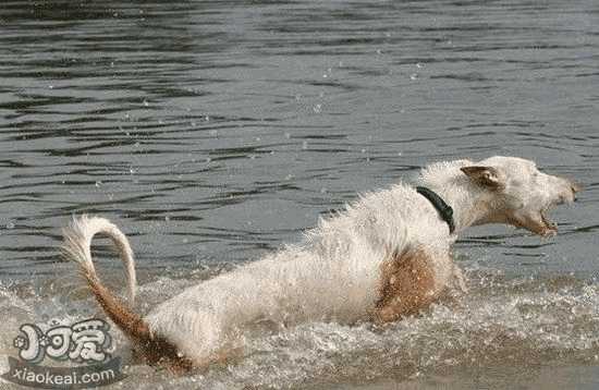 猎犬怎么训练最好(伊比赞猎犬价格)