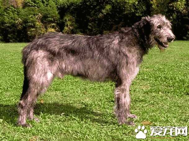 黑狼犬掉毛严重吗(阿富汗猎犬掉毛有多严重)