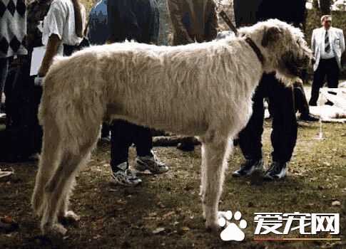 爱尔兰猎狼犬厉害吗(爱尔兰猎狼犬和苏俄猎狼犬哪个更好)