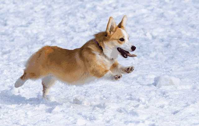 怎么挑选柯基犬(柯基怎么挑选幼犬)