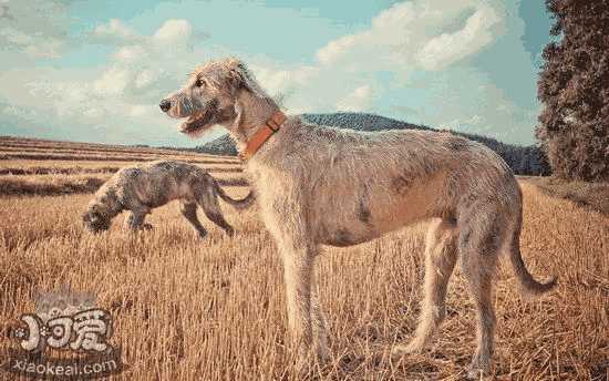 爱尔兰猎狼犬吃什么好 爱尔兰猎狼犬饮食注意事项