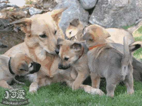 奇努克犬怎么训练 奇努克犬训练技巧