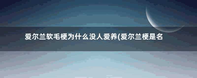 爱尔兰软毛梗为什么没人爱养(爱尔兰梗是名贵犬吗)