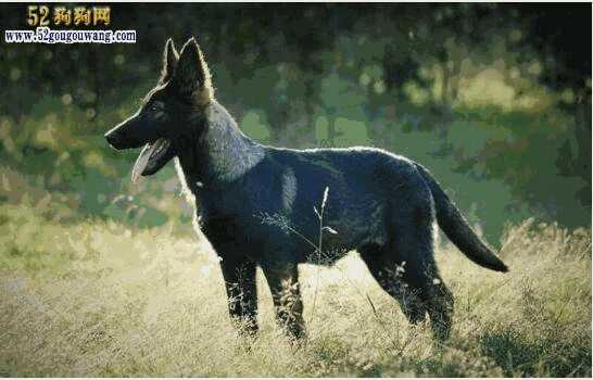 昆明犬价格幼犬价格(昆明犬小狗价格)