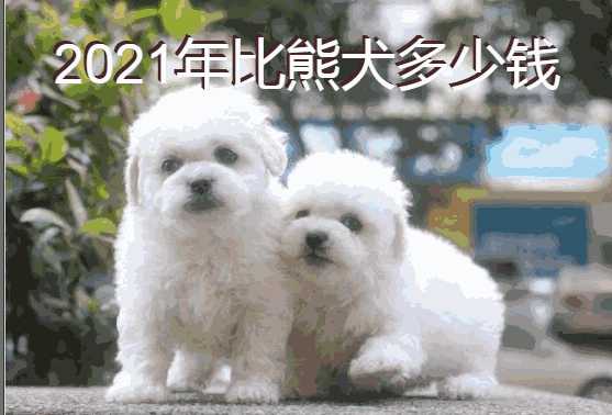 2021年比熊犬多少钱一只(2021年比熊犬多少钱)