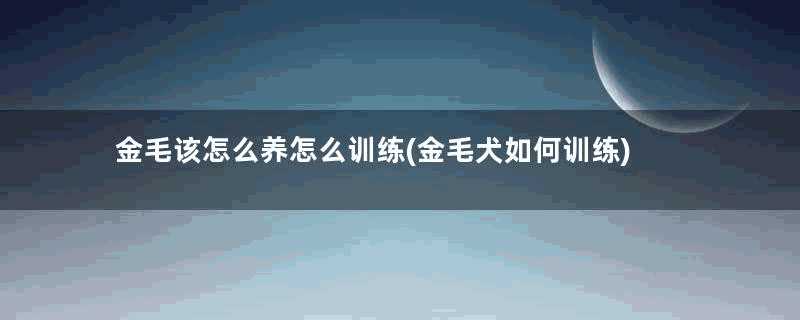 金毛该怎么养怎么训练(金毛犬如何训练)