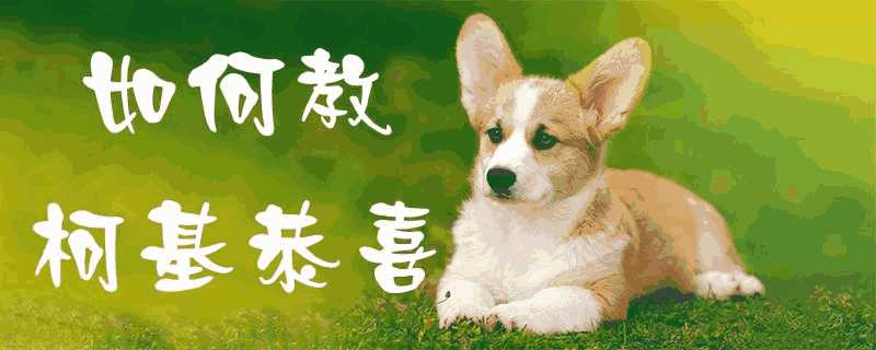 怎么教柯基(柯基犬怎么训练它)