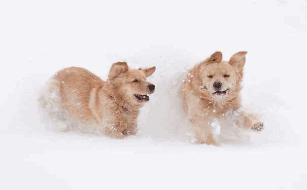 苏俄猎狼犬性格(爱尔兰猎狼犬厉害吗)