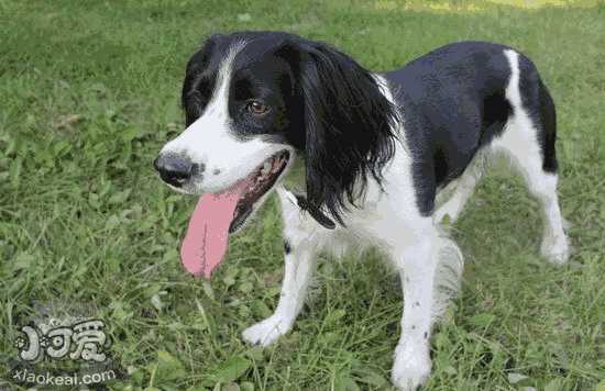 史宾格幼犬的饲养方法及训练方法(幼犬定时定点排便的训练方法和步骤)