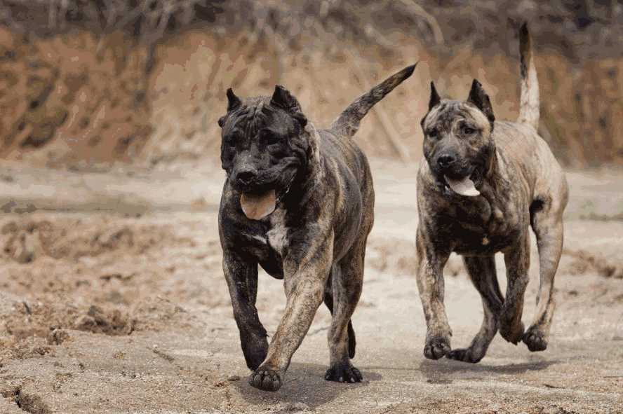 养加纳利犬应该注意什么(加纳利犬适合家养吗)