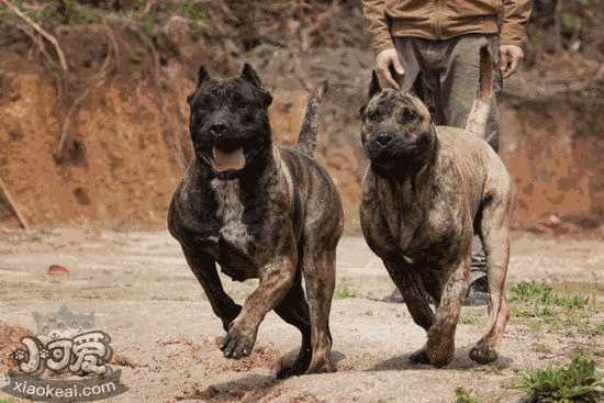 如何训练幼犬定点大小便(如何训练阿拉斯加犬大小便)