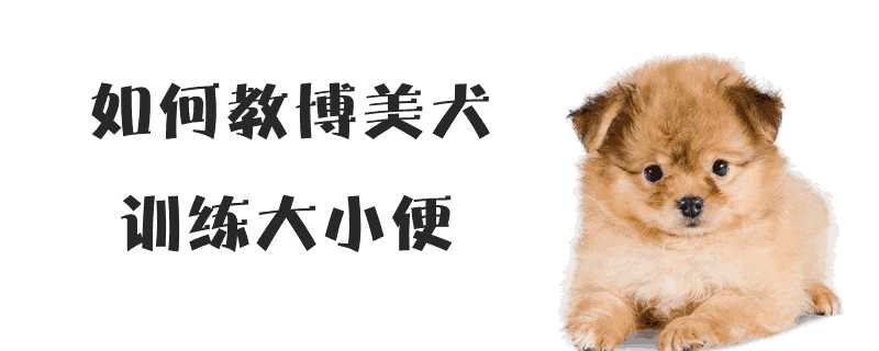 博美犬怎样训练大小便(训练博美狗狗在家大小便视频教程)