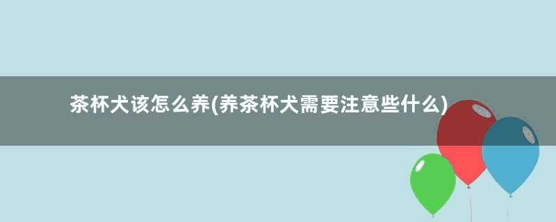 茶杯犬该怎么养(养茶杯犬需要注意些什么)