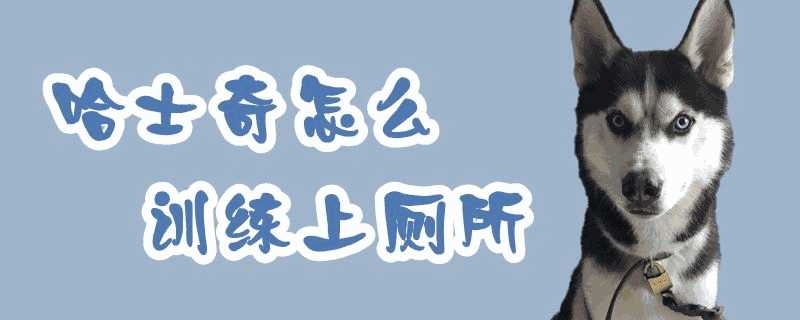 哈士奇怎么训练上厕所视频(怎么训练哈士奇在一个地方上厕所)