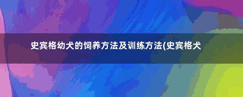 史宾格幼犬的饲养方法及训练方法(史宾格犬的训练方法)