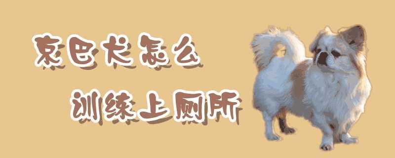 京巴犬怎么训练大小便(巴哥犬怎么训练上厕所)