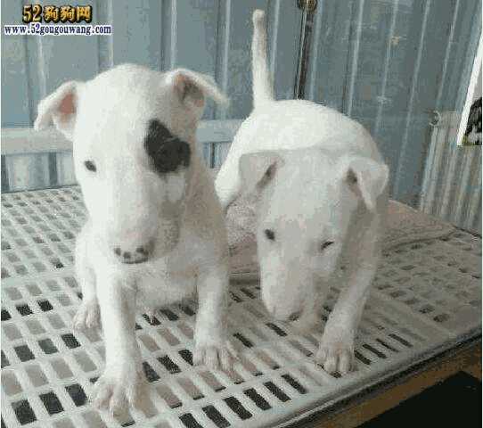 牛头梗幼犬价格(迷你牛头梗犬价格多少钱一只)