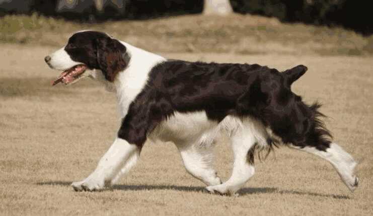 史宾格幼犬怎么样挑选(史宾格犬怎么看品相)