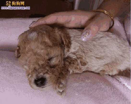 泰迪幼犬价格一般多少钱(泰迪犬的一般价格)