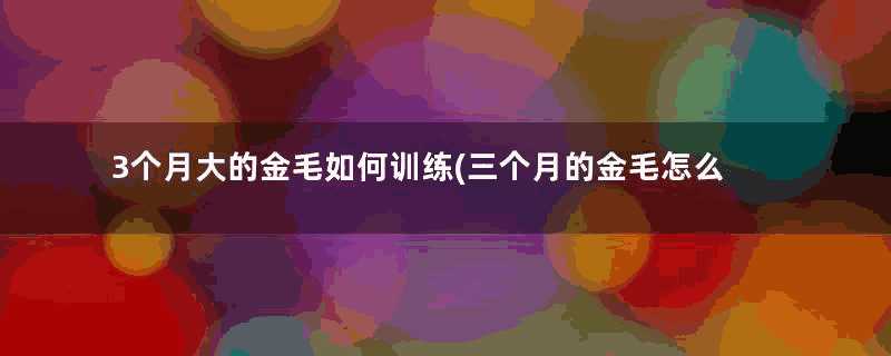 3个月大的金毛如何训练(三个月的金毛怎么训练排便)