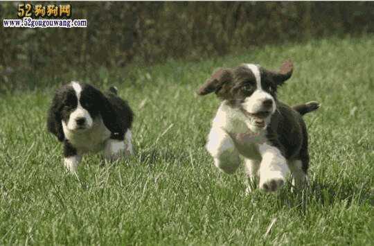 史宾格犬一般多少钱一只(史宾格犬图片及价格)